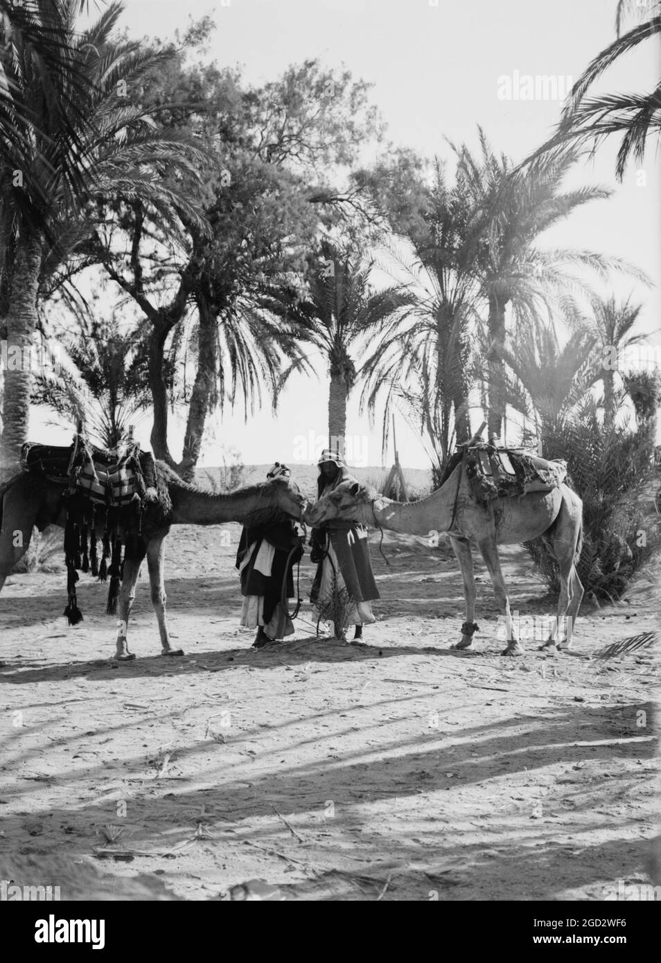 Men with camels saluting at an oasis in the desert ca. 1900 Stock Photo