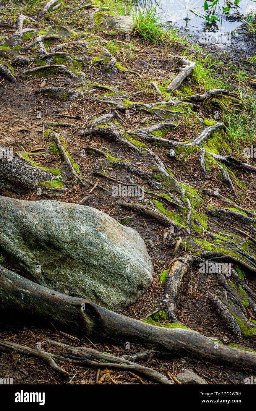 Tree roots exposed above ground and rock on the bank of a lake Stock ...