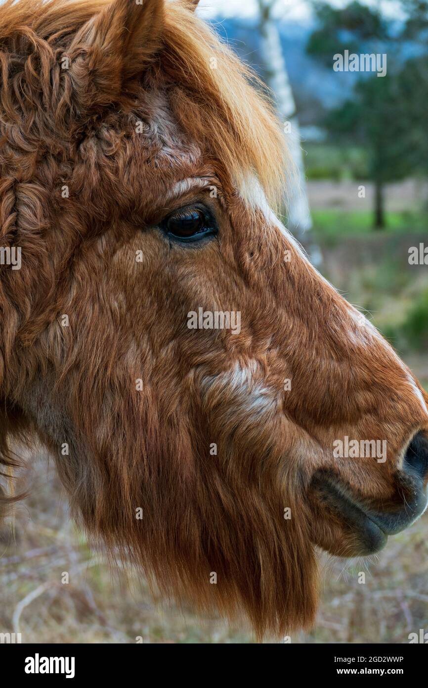 Pferd mit Locken an Equinem Cushing Syndrom, ECS erkrankt Stock Photo