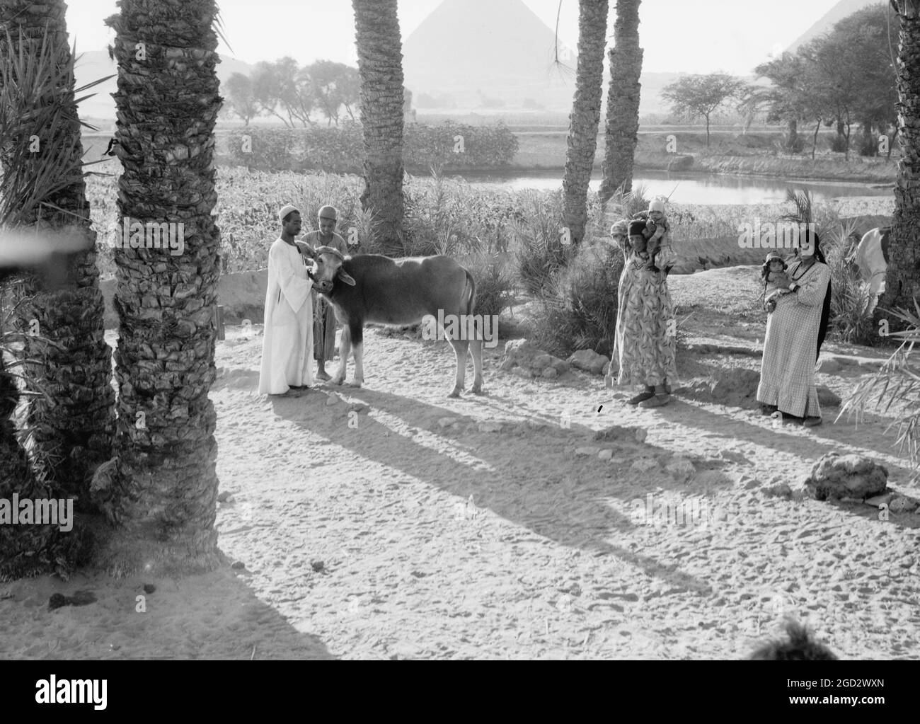 Peasant life in a paleu grove in Egypt, men with a cow, women with babies ca. between 1934 and 1939 Stock Photo