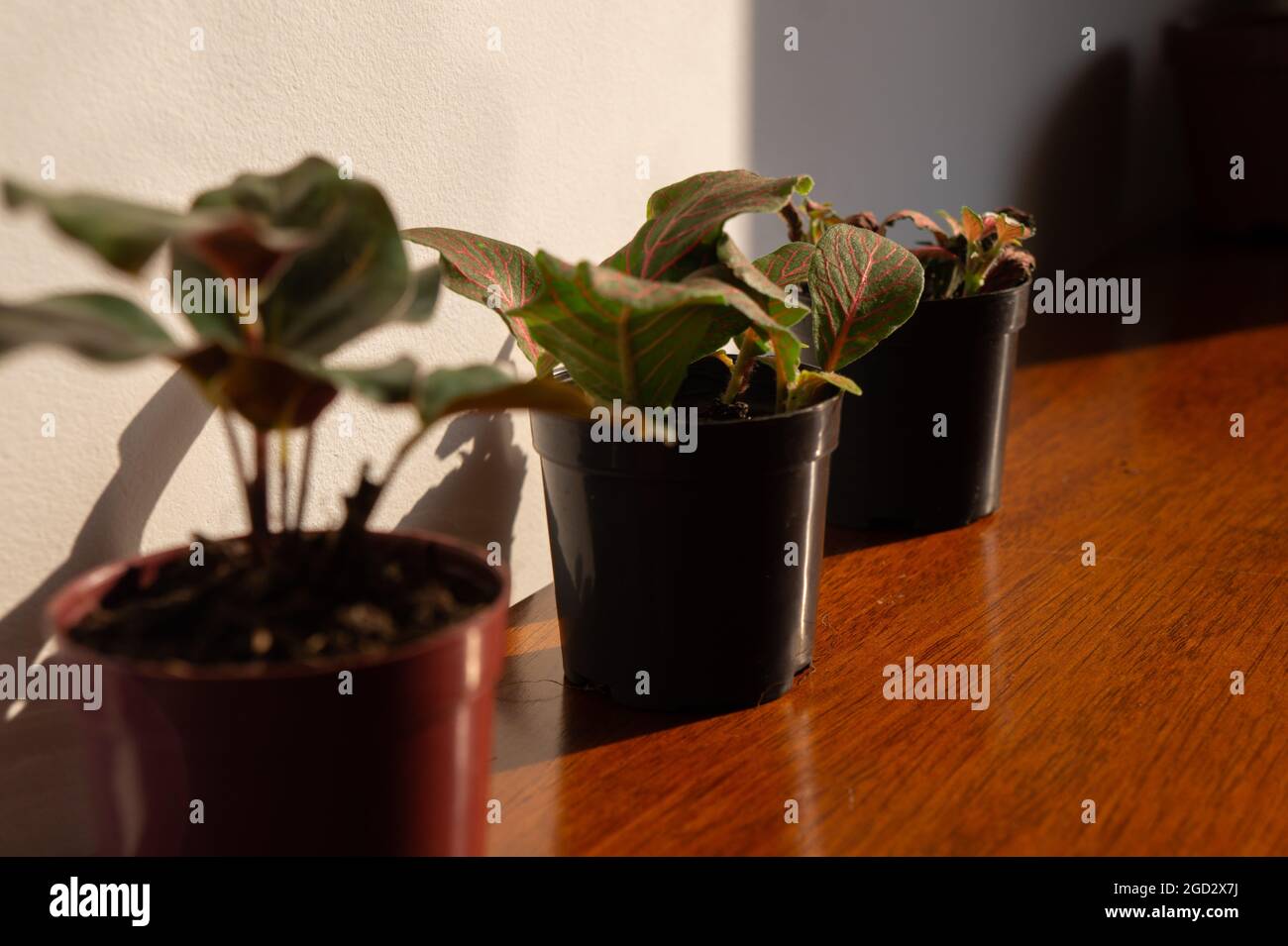 Three aligned houseplants, on top of a wooden table, receiving direct sunlight natural light. Plants such as maranta and fittonia. Stock Photo