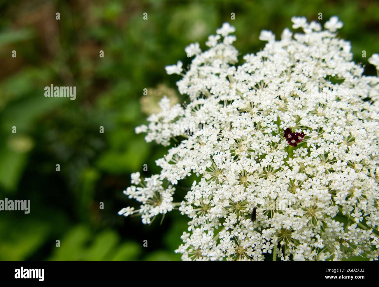 Close-up of the white flowers of Queen Anne's Lace (Daucus carota) also known as wild carrot, with characteristic dark purple florets in the middle Stock Photo