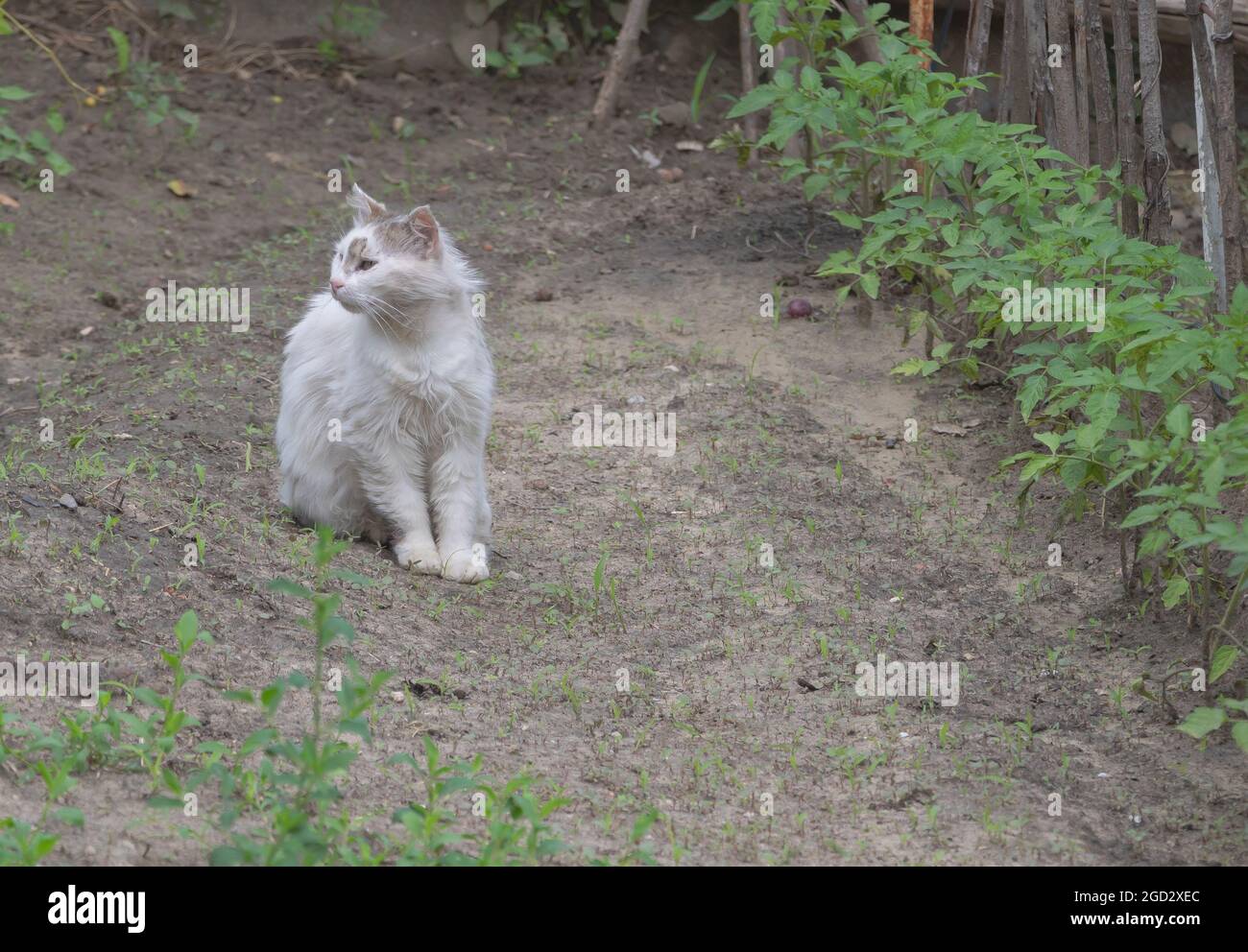 A white cat sits in the garden and looks around Stock Photo