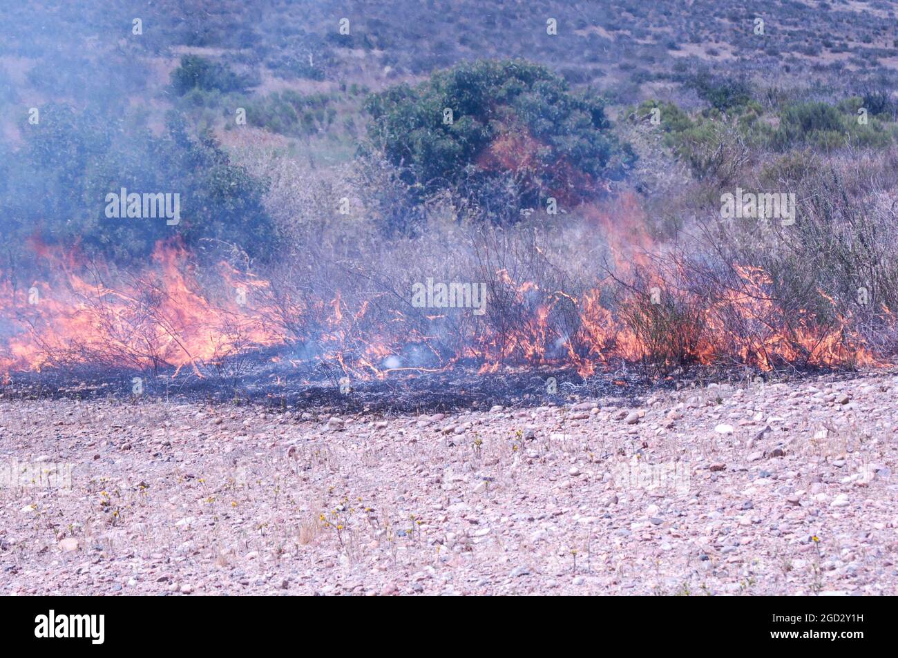 Flames and burning brush Stock Photo