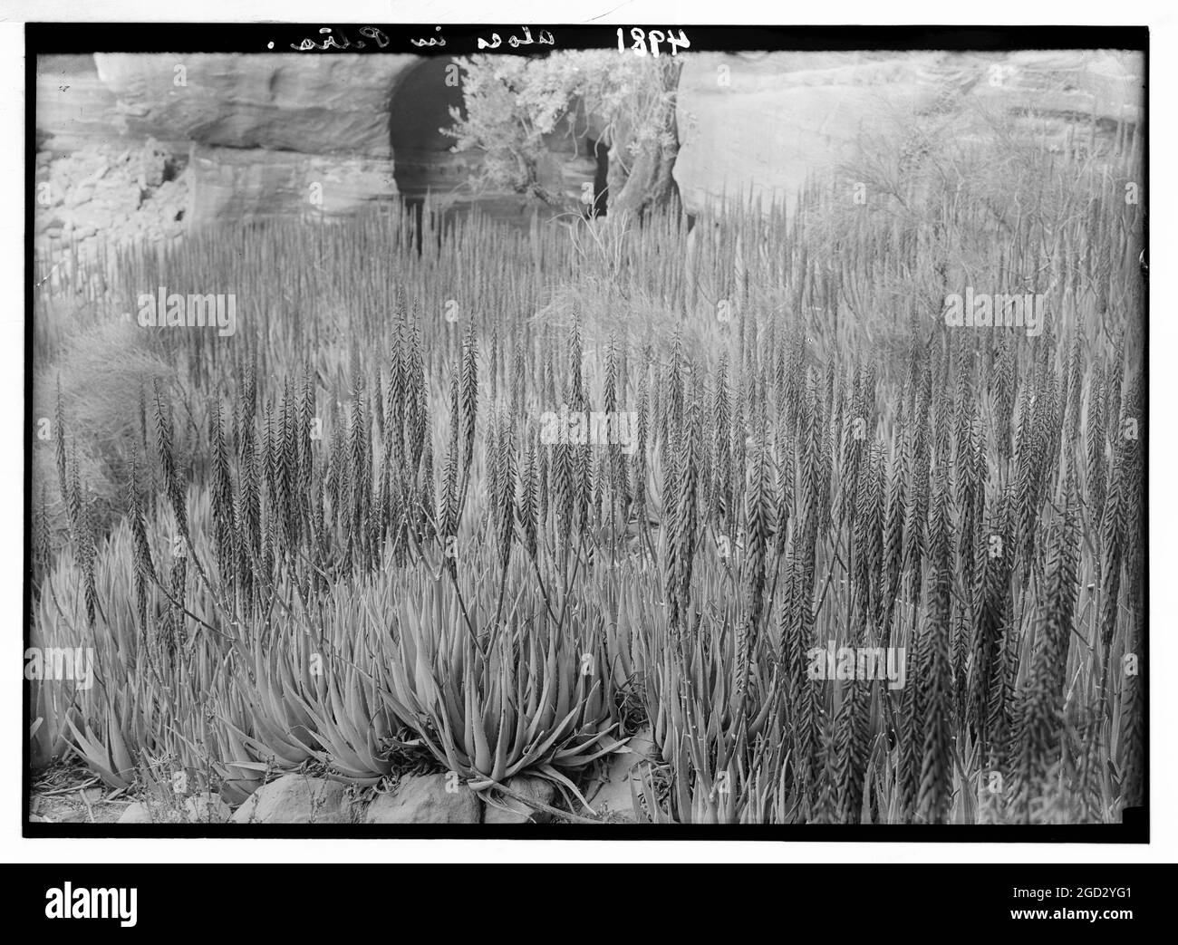 Petra (Wadi Musa area) in the Es-Siyyagh Valley. Patch of aloes. Aloe vulgaris L. ca. 1920 Stock Photo