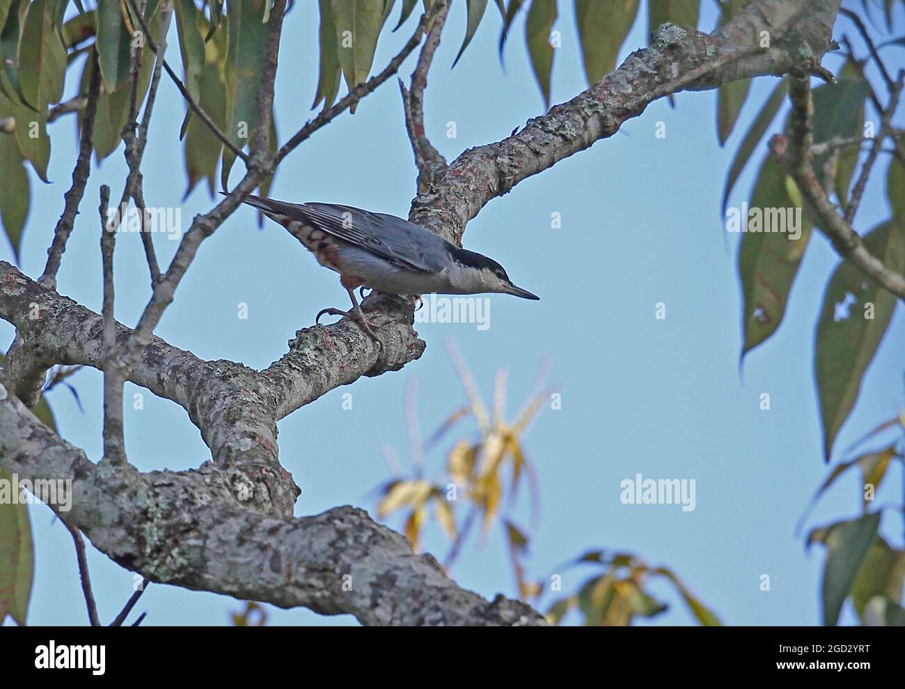 Giant Nuthatch (Sitta magna magna) adult perched on branch Doi Lang, Thailand             November Stock Photo