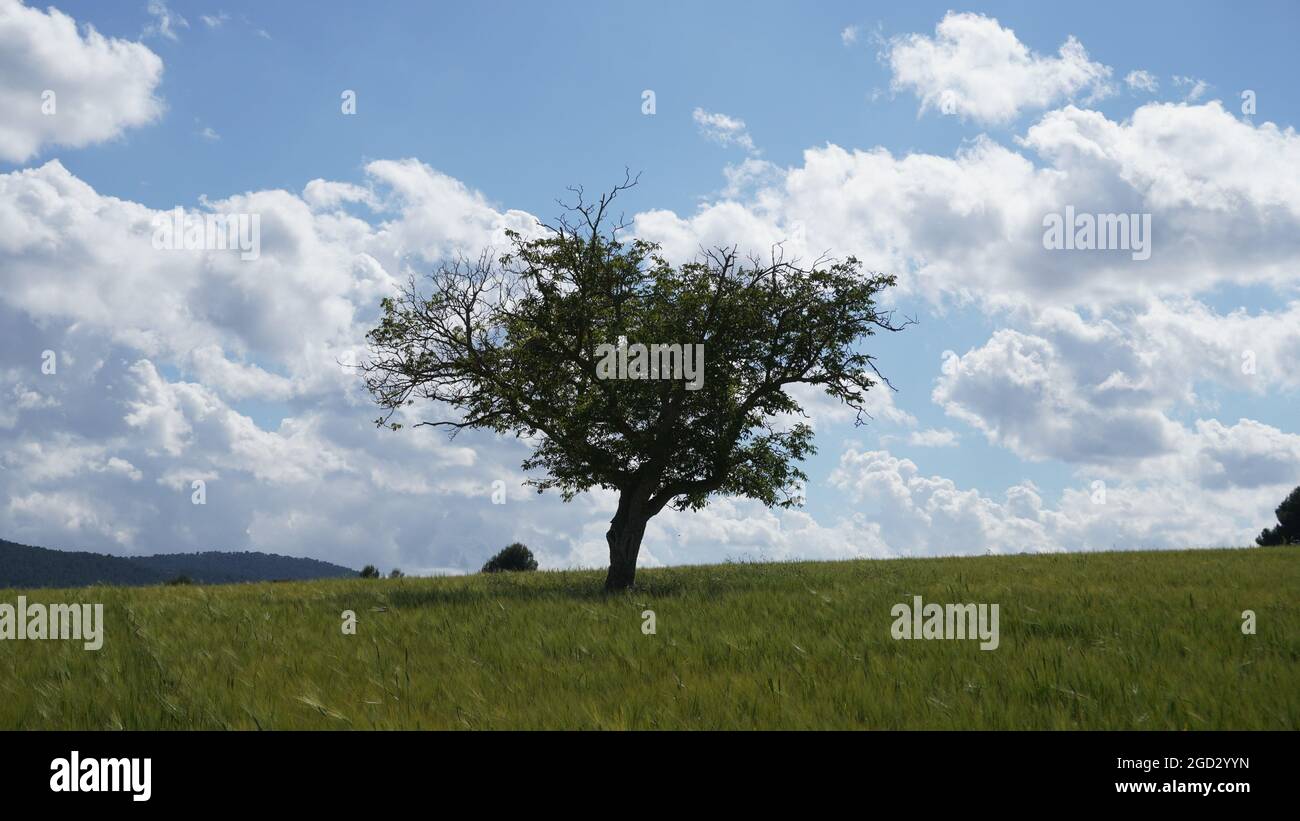 Beautiful view of a tree under the blue sky with puffy clouds Stock ...