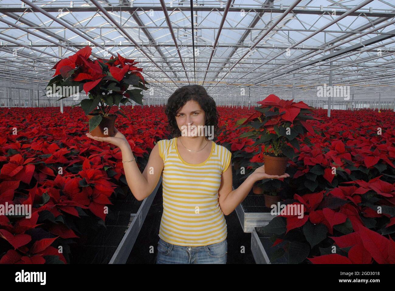 Ready for Christmas. Barbara Bachurska with some 0f the 100,000 Poinsettias bound for Sainsbury's  being grown at Rouindstone Nurseries near Chichester , West Sussex. Pic Mike Walker, 2008 Stock Photo
