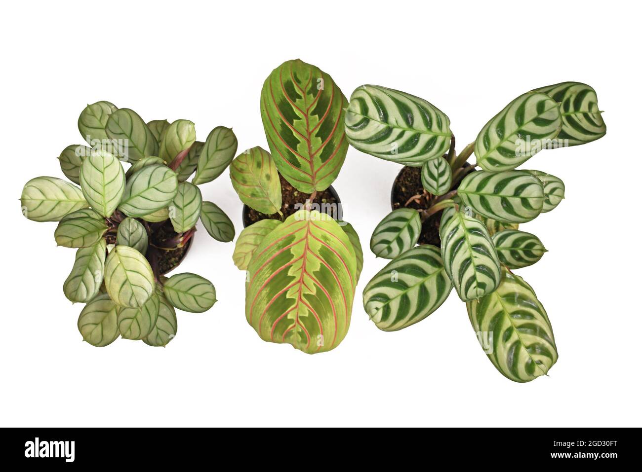 Top view of three small exotic Prayer Plant houseplants on white background Stock Photo