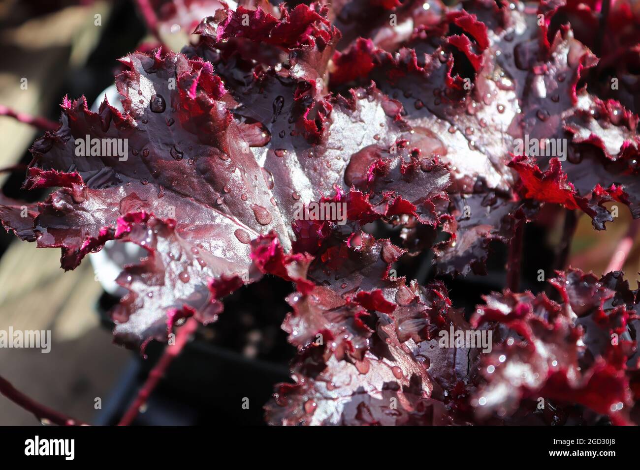 Closeup of the burgandy leaves on a coral bell plant Stock Photo