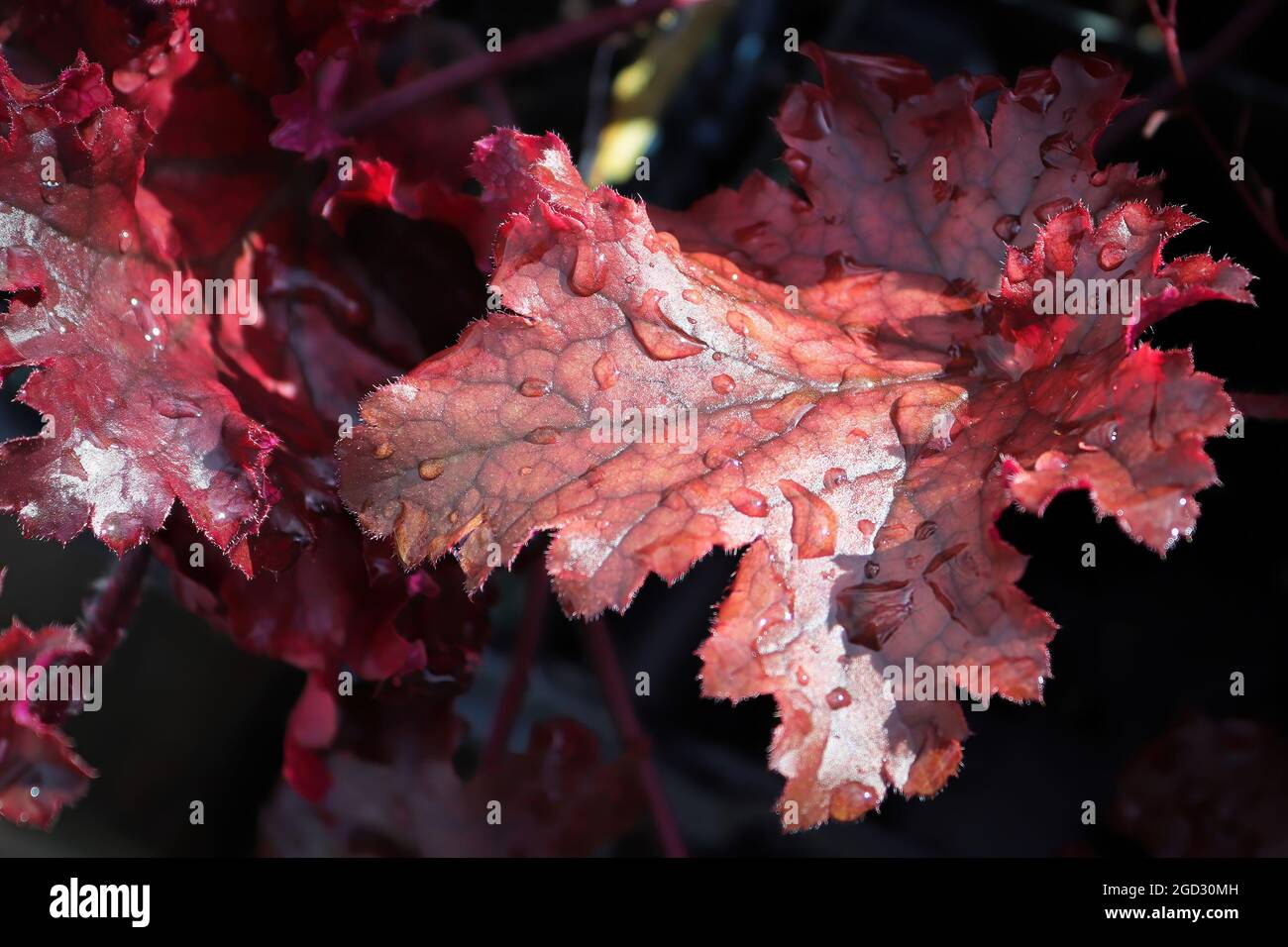 Closeup of the burgandy leaves on a coral bell plant Stock Photo