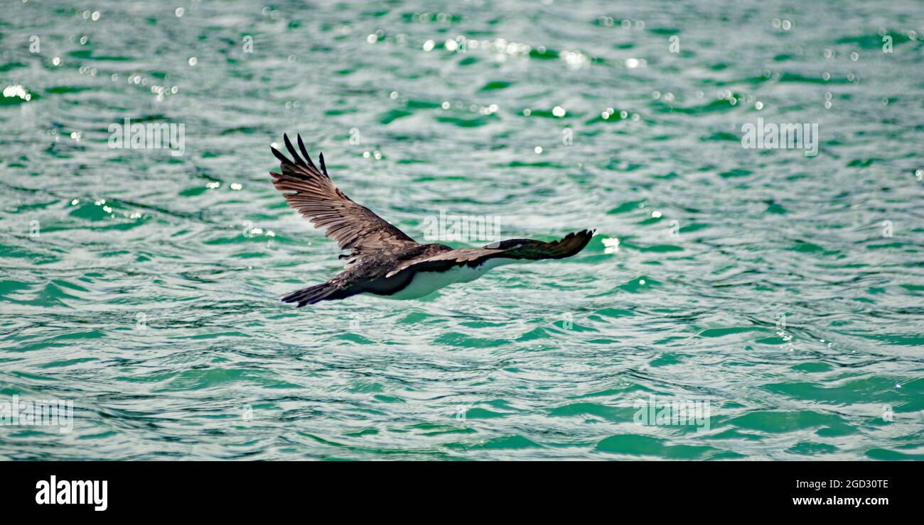 Cormorant (Shag) takes off from the water Stock Photo - Alamy