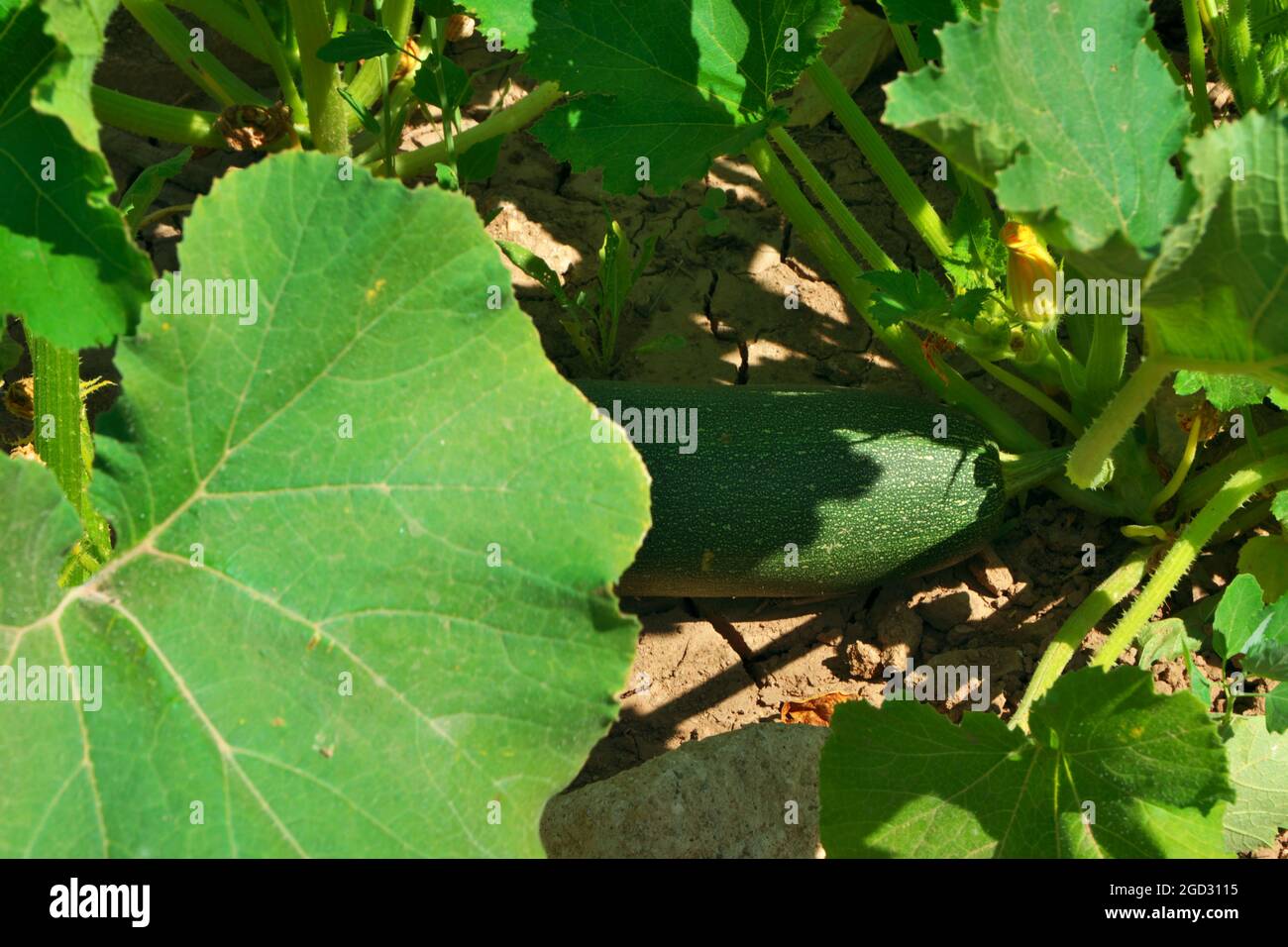 Vines Google Search Vines Google Search