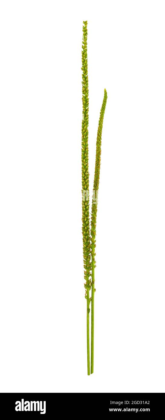 plantain plant isolated on white background Stock Photo