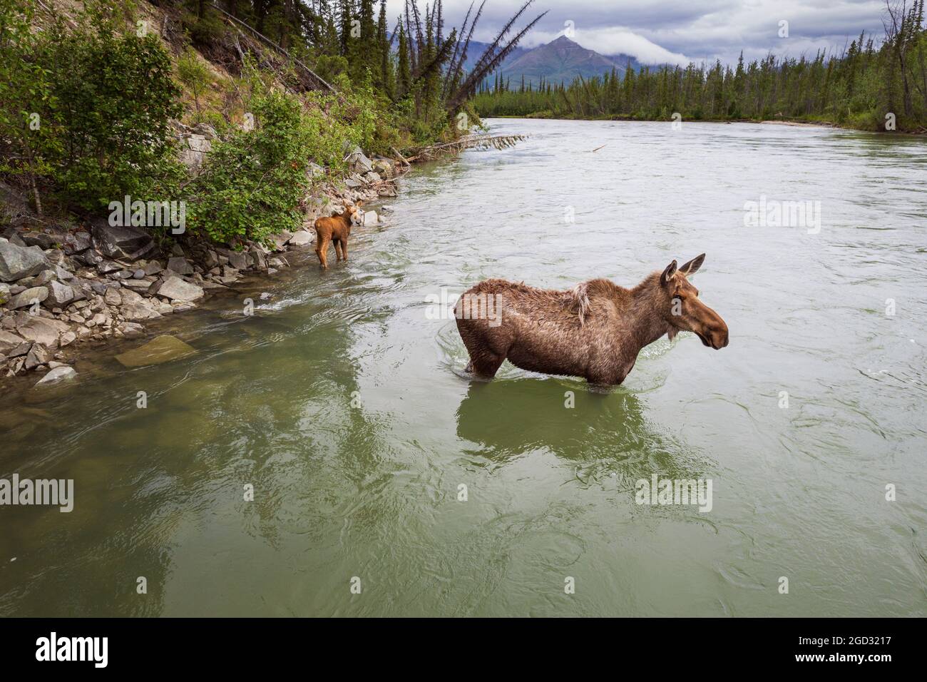 Moose and calf in the John River north of the arctic circle in Alaska from north of Sheep Creek just south of the Gates of the Arctic national park bo Stock Photo