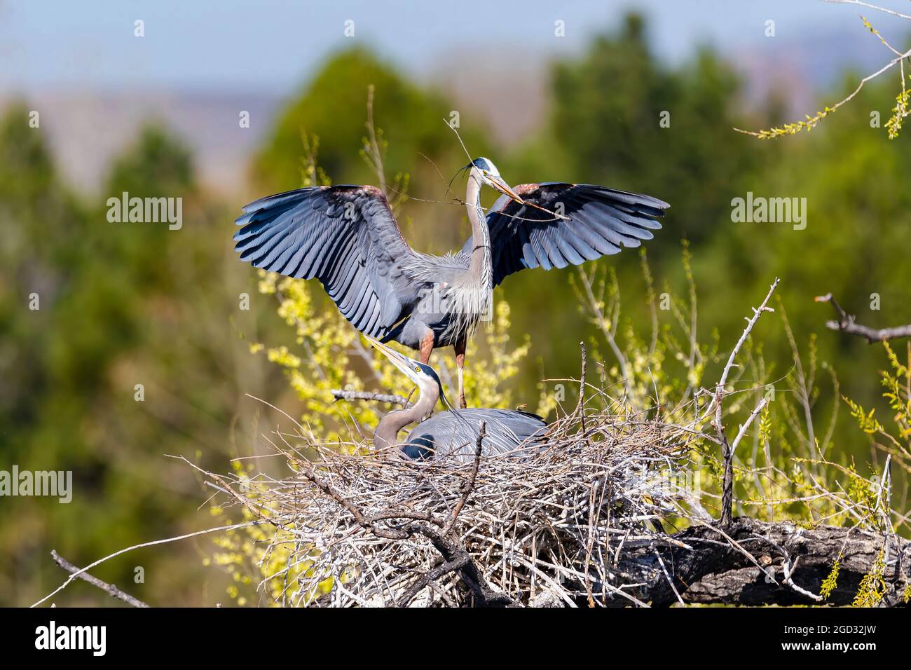 A Great Blue Heron arrives at its scenic nest site carrying a nesting stick and lands behind its partner who is nestled in the nest. Stock Photo