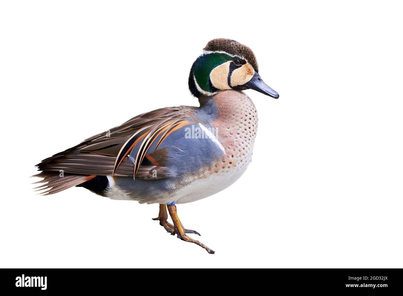Baikal Teal isolated on white background (Sibirionetta formosa), Bimaculate duck Stock Photo