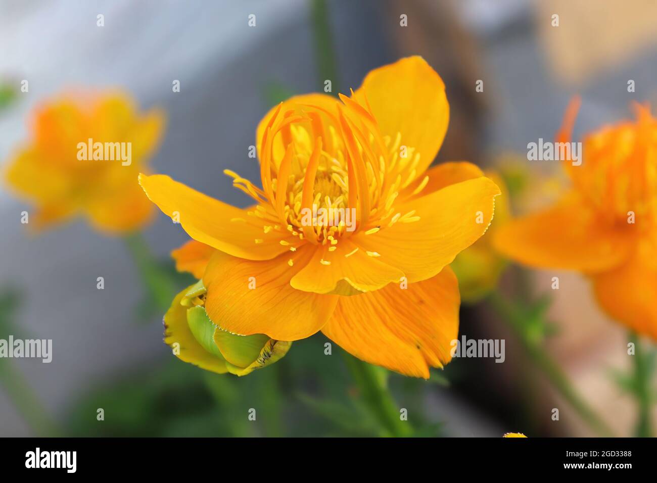 Closeup of orange Globe Flowers in bloom Stock Photo