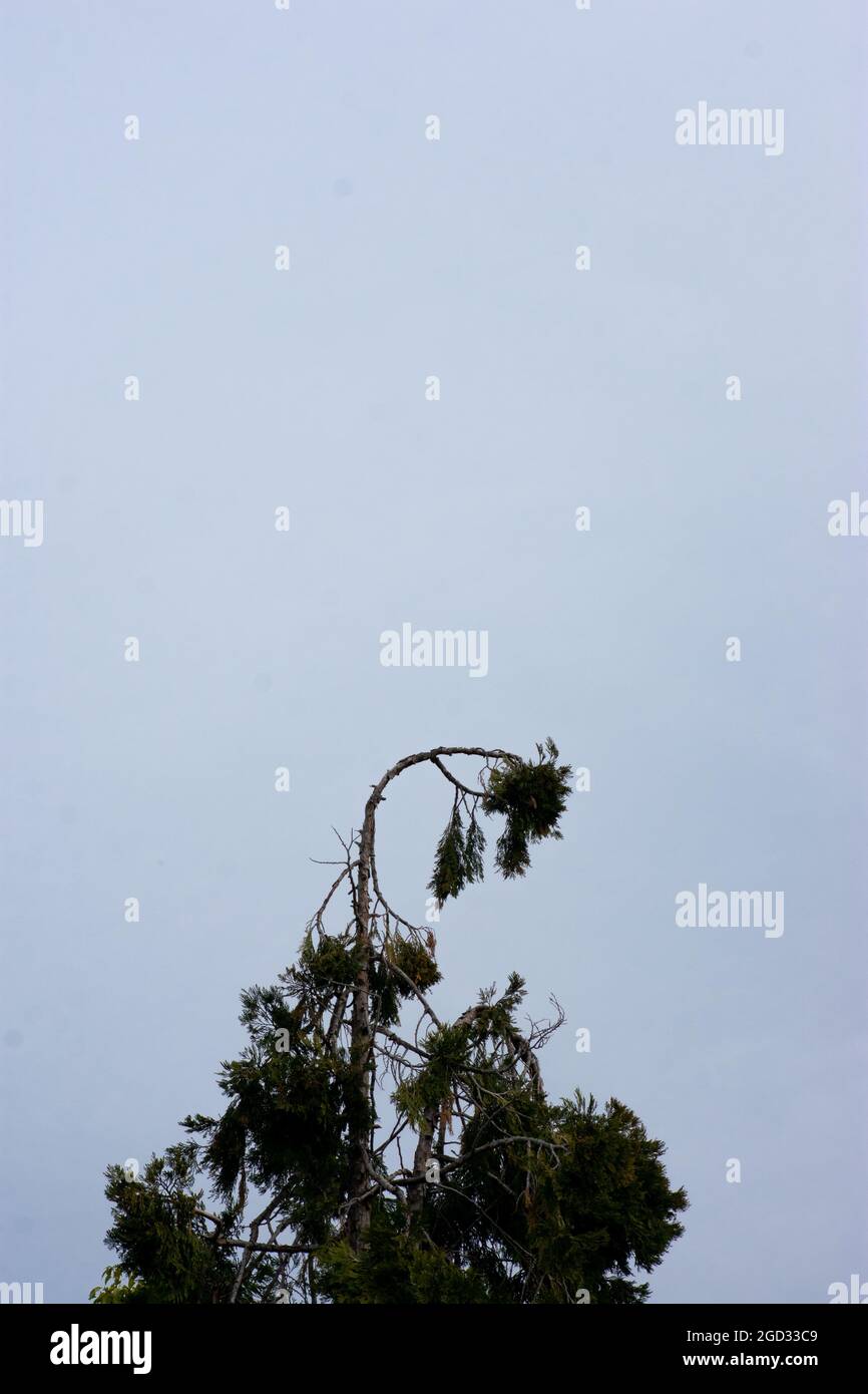 Tree falling over Stock Photo Alamy