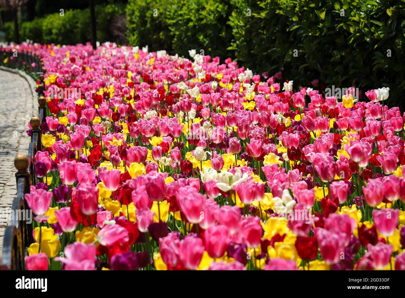 Beautiful and Colorful Tulips in Flower Garden Stock Photo - Alamy