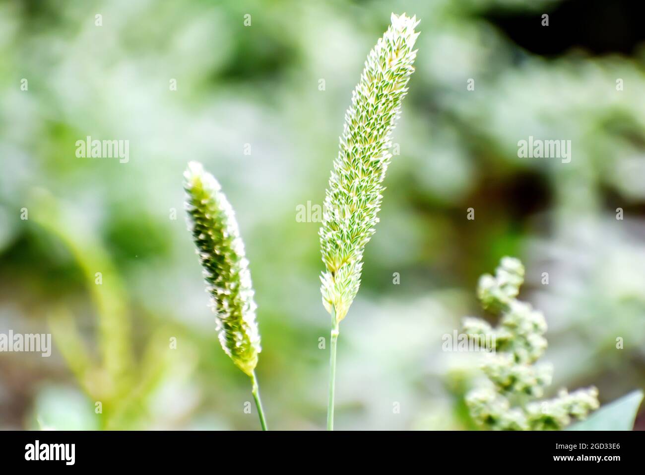 Selective focus shot of Alopecurus Arundinaceus on a green background Stock Photo