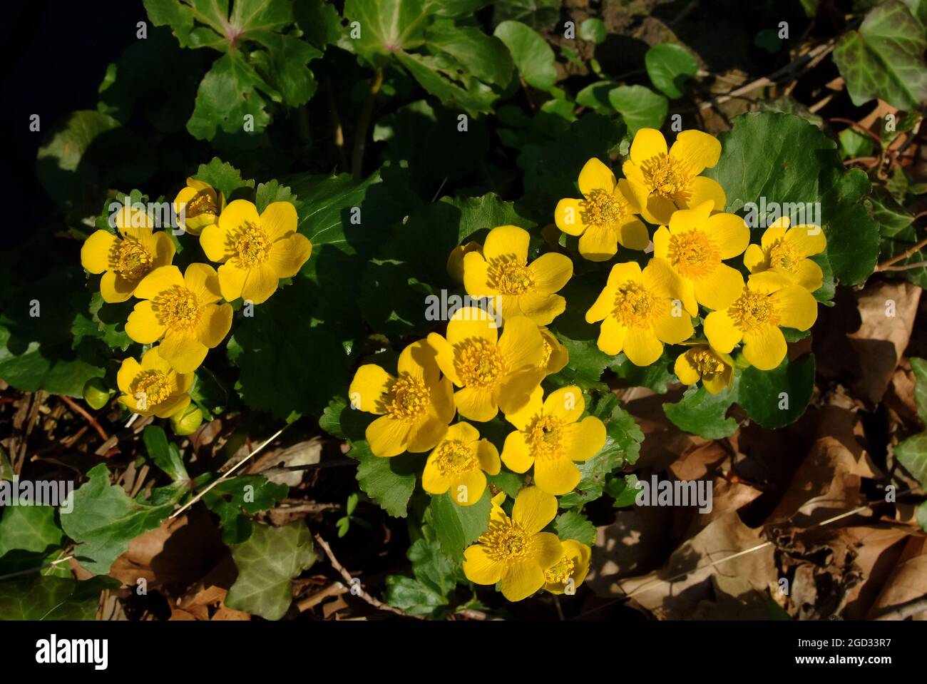 marsh-marigold, kingcup, Sumpfdotterblume, Caltha palustris, mocsári gólyahír, Hungary, Magyarország, Europe Stock Photo