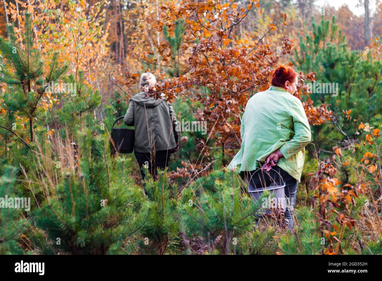 Mushroom pickers gather mushrooms in the forest. View from the back. Two women. Company in nature. Autumn landscape. Friendship. Selective focus. Stock Photo