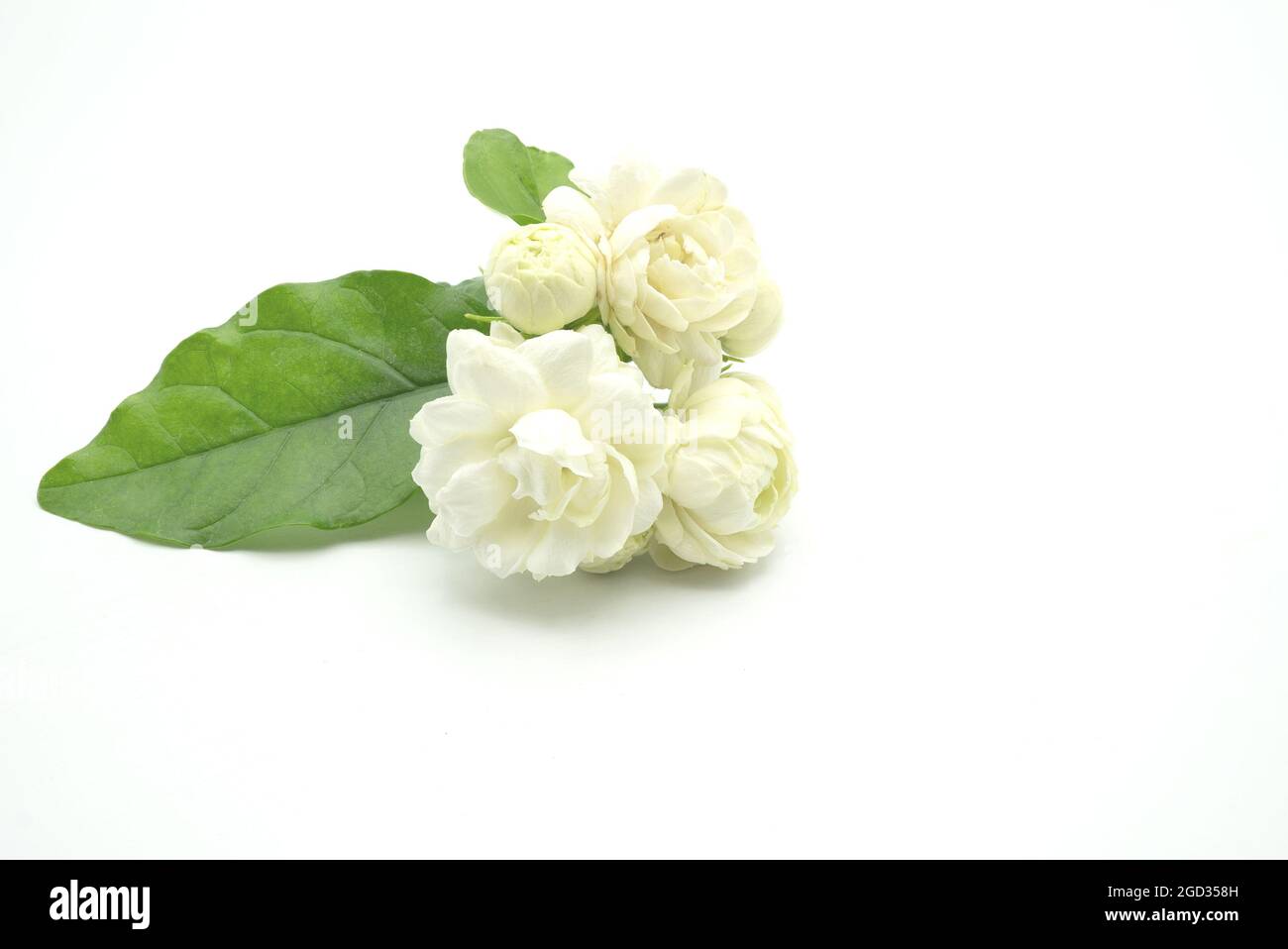 Jasmine flower white background - Download free HD wallpapers