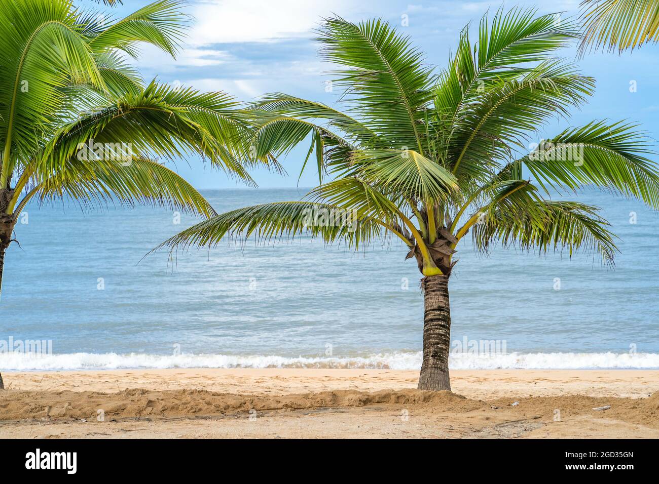 Beautiful tropical palm trees on the beach in daylight Stock Photo - Alamy