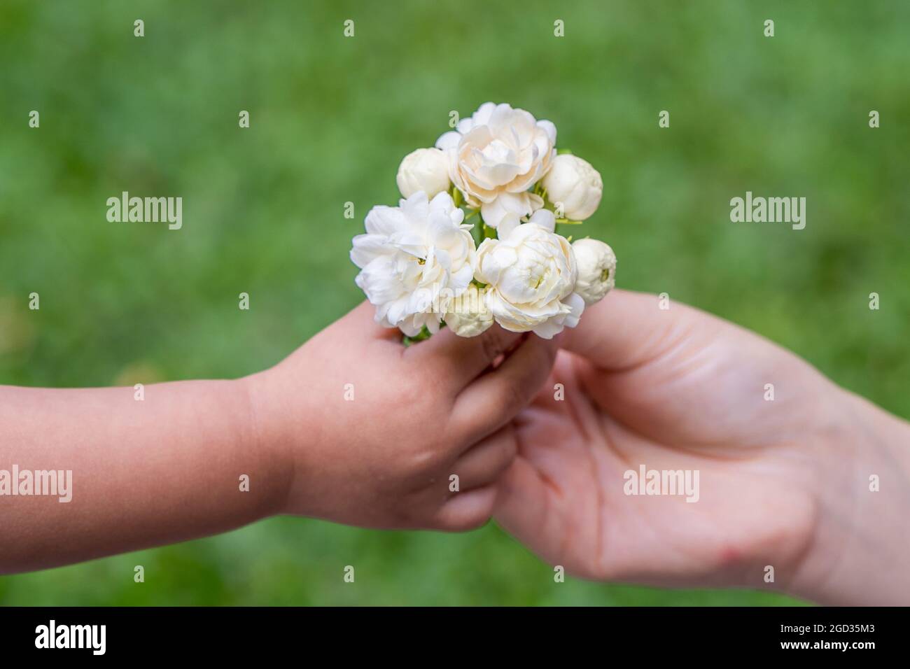 Child giving delicate white flowers to her mom in the garden Stock