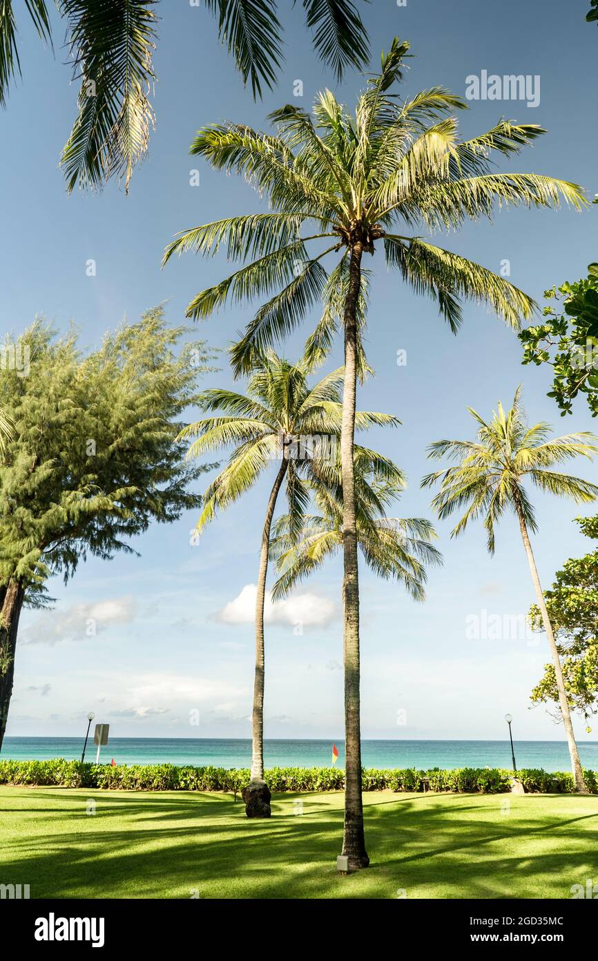Beautiful tropical palm trees on the beach in daylight Stock Photo - Alamy