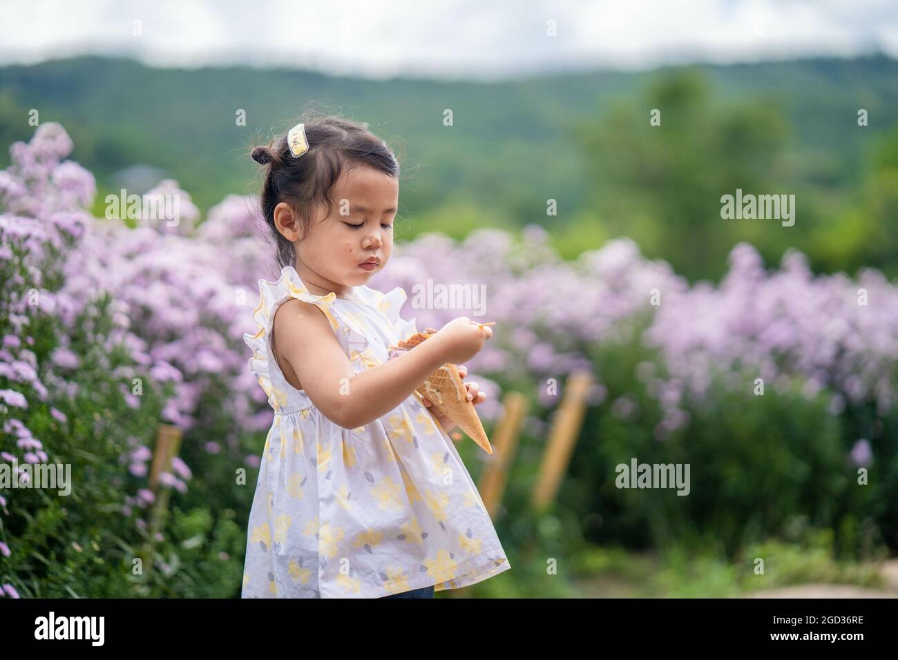 Adorable little girl from Thailand eating a snack in the meadow of lavender flowers Stock Photo