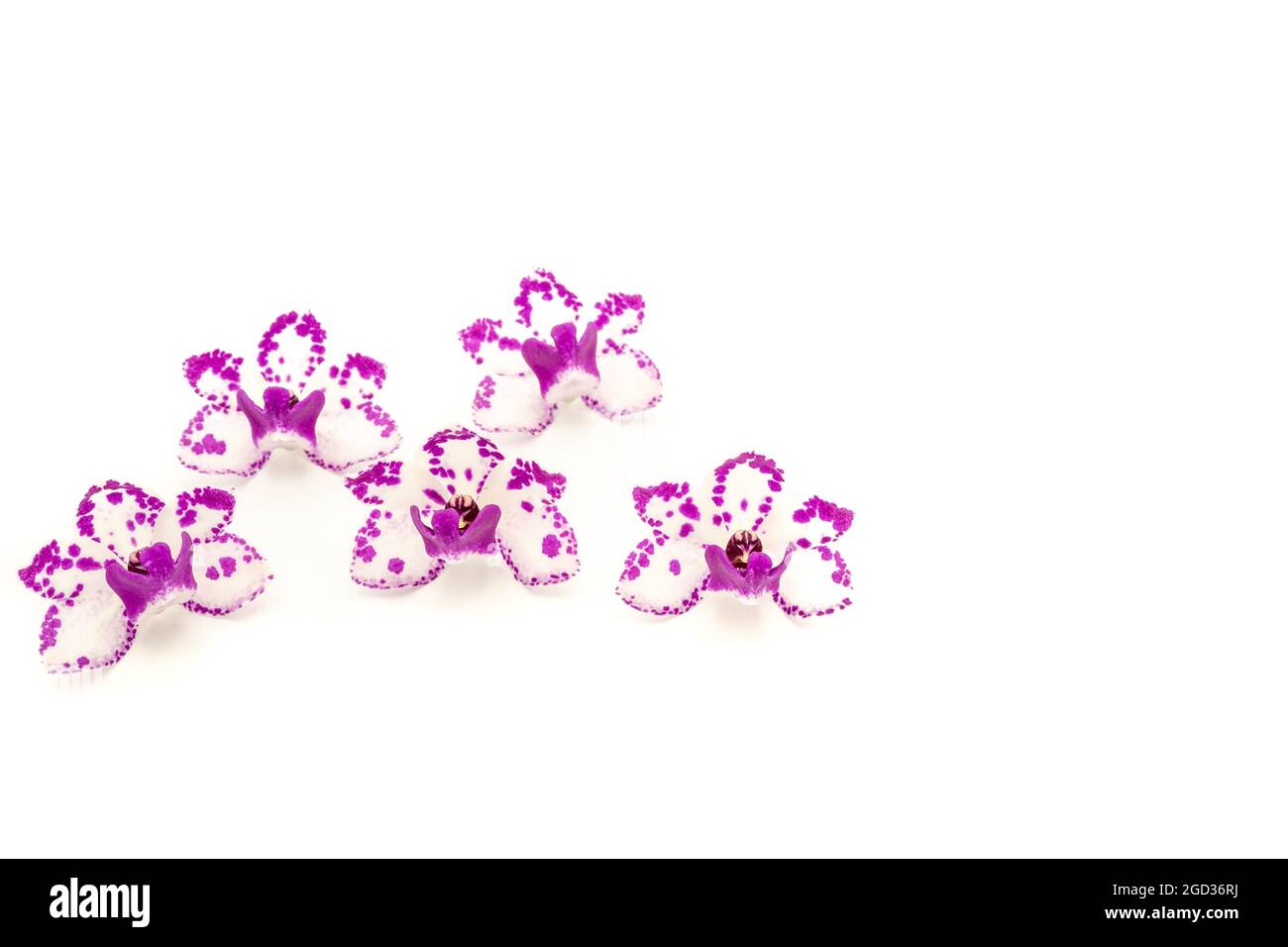 Multiple moth orchid flowers isolated on blank white surface Stock Photo