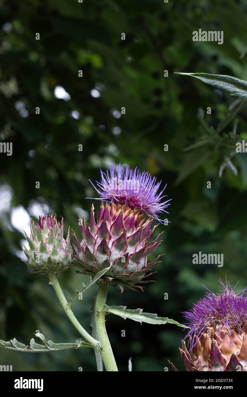 Purple artichoke tangle of Cynara cardunculus scolymus, star pointed bracts, swirl against blurred background Stock Photo