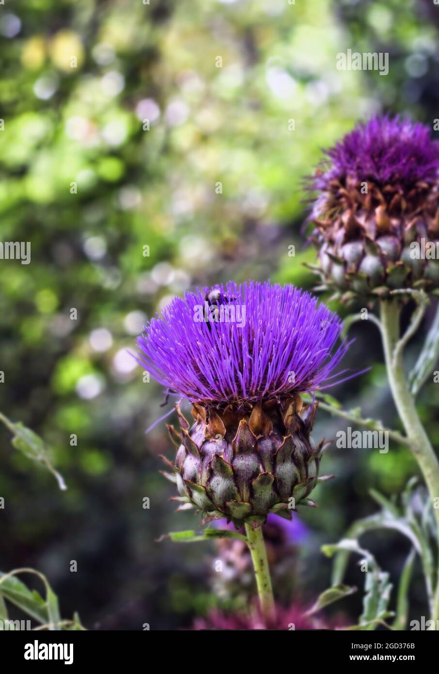Purple artichoke tangle of Cynara cardunculus scolymus, star pointed bracts, swirl against blurred background Stock Photo
