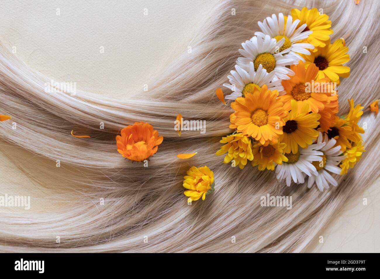 Blond hair with chamomile flowers on it. Hair care concept. Stock Photo
