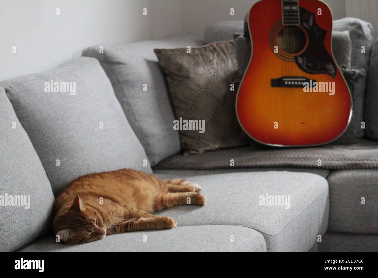 Sleeping adorable orange cat laying on a couch with a guitar Stock ...