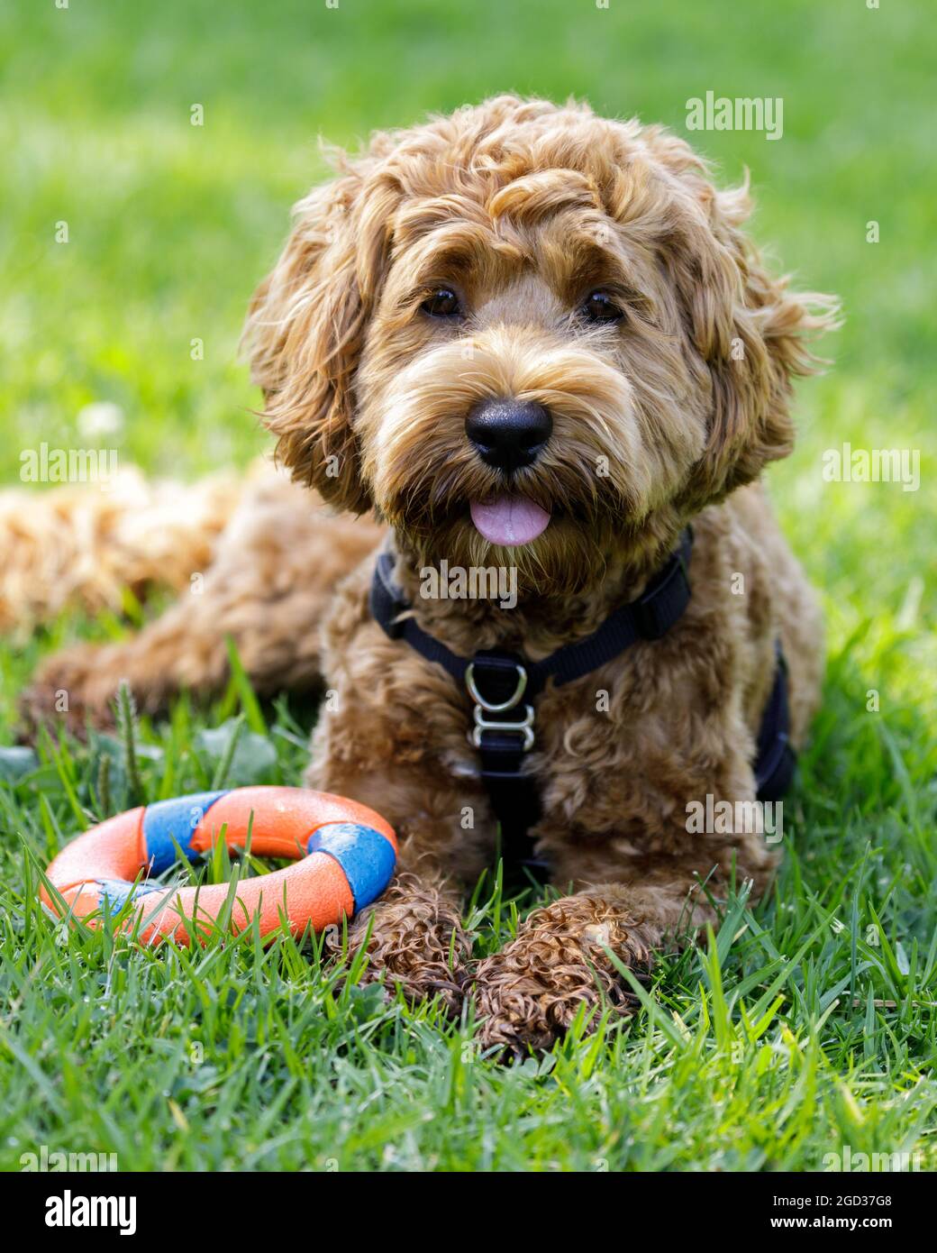 8-Months-Old female Labradoodle puppy resting near ring toy. Off-leash dog park in Northern California. Stock Photo