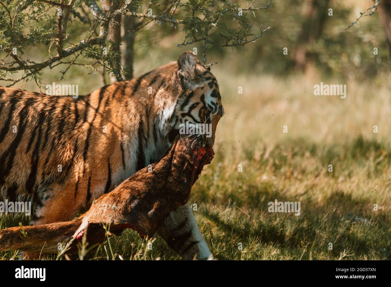 Tiger walking off with its catch. Stock Photo