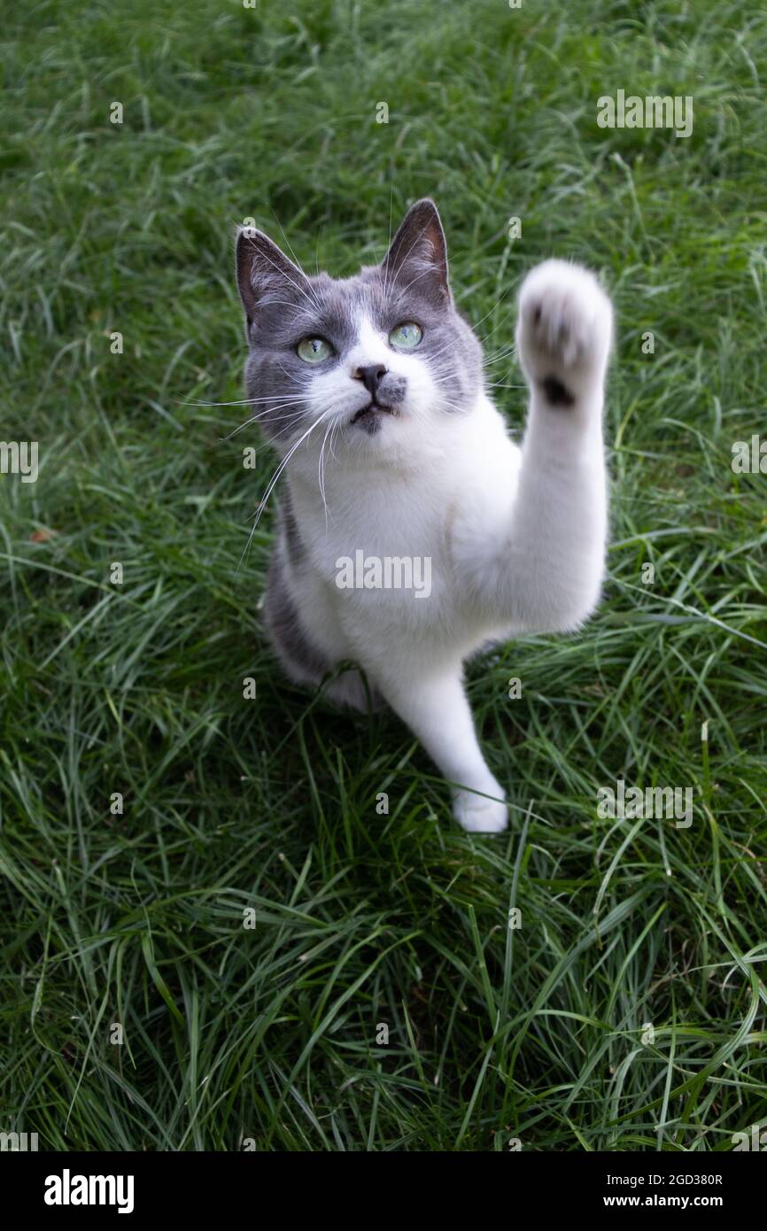 Cat sitting on grass and raise its paw up Stock Photo Alamy