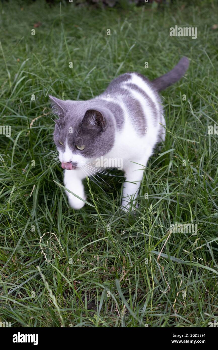 The cat hunting in green grass. Domestic cat outdoor Stock Photo - Alamy