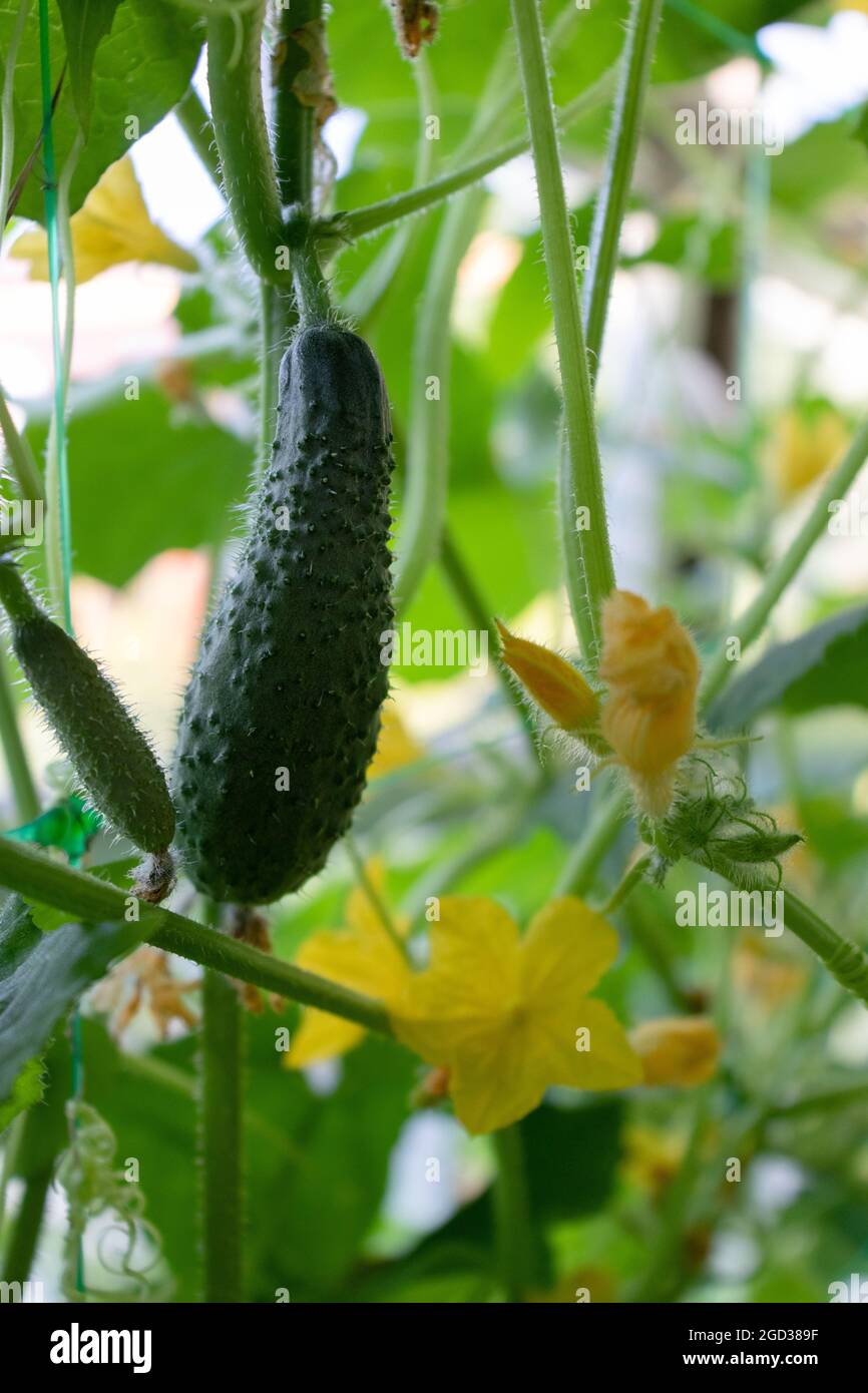Small cucumbers with a flowers. Growing cucumbers in a greenhouse
