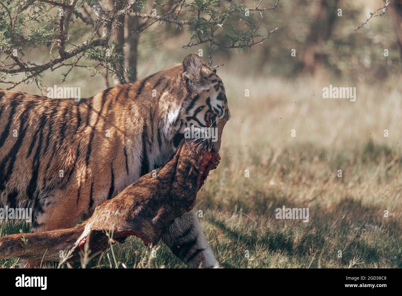 Tiger walking off with its catch. Stock Photo