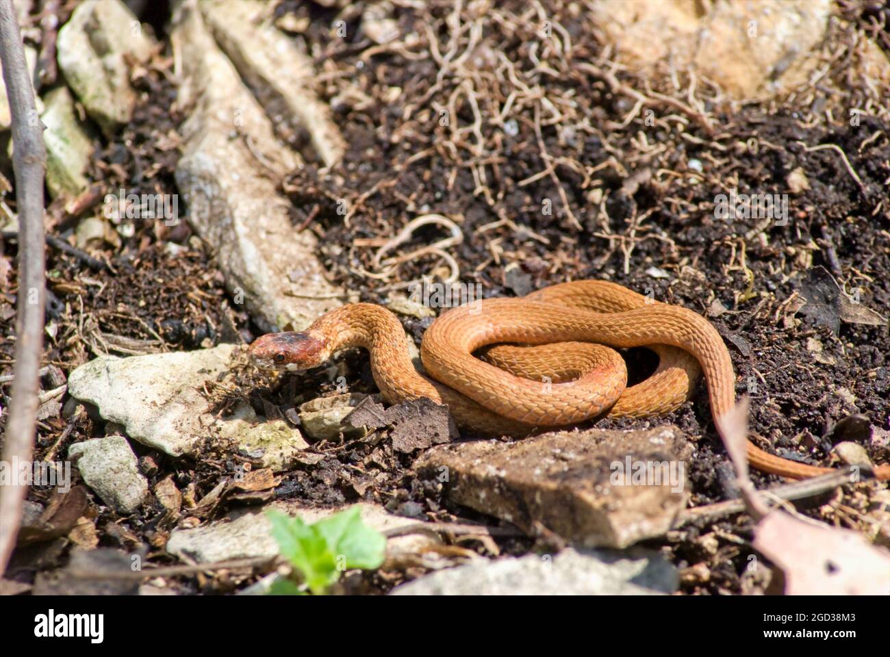 Red Belly Black Snake High Resolution Stock Photography and Images - Alamy