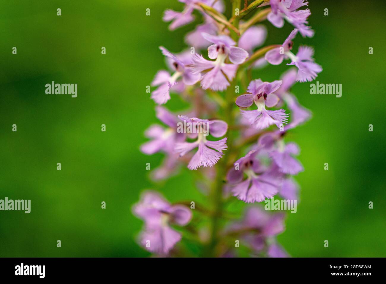 Purple fringed orchid flower close-up Stock Photo
