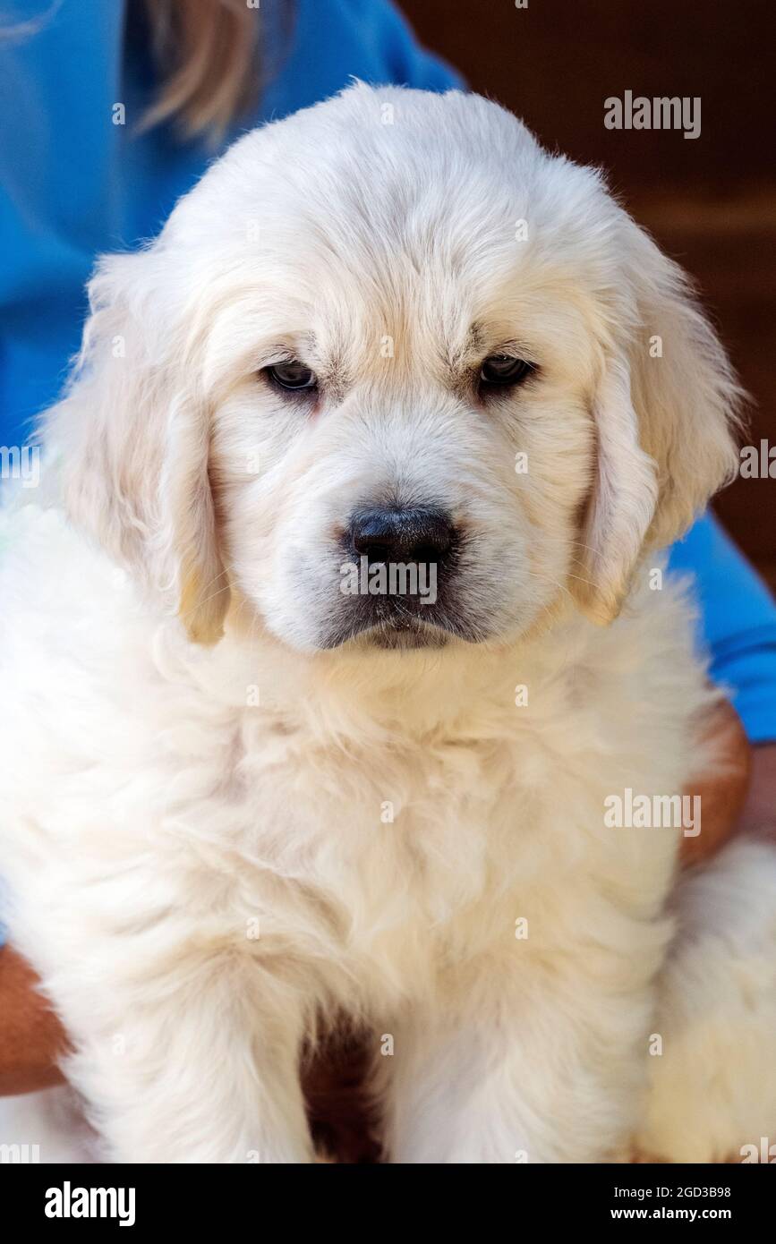 Paar vertaling gordijn Seven week old golden retriever puppy hi-res stock photography and images -  Alamy