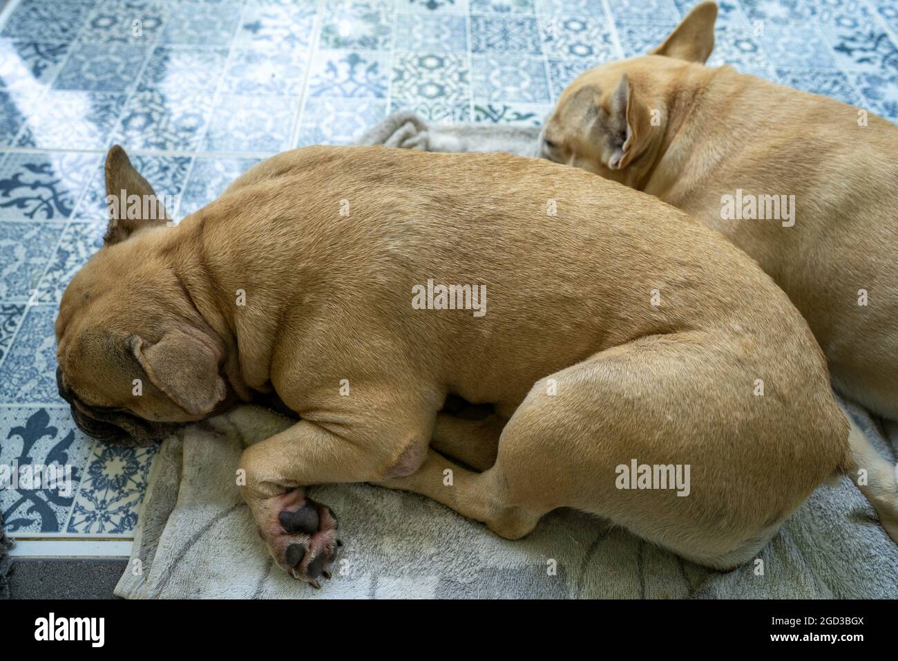 Pair of fluffy dogs sleeping near each other Stock Photo - Alamy