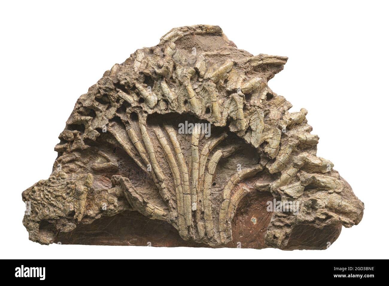 Pareiasaurus Deltavyatia (Deltavjatia vjatkensis). Paleontology late Permian fossils. Stock Photo