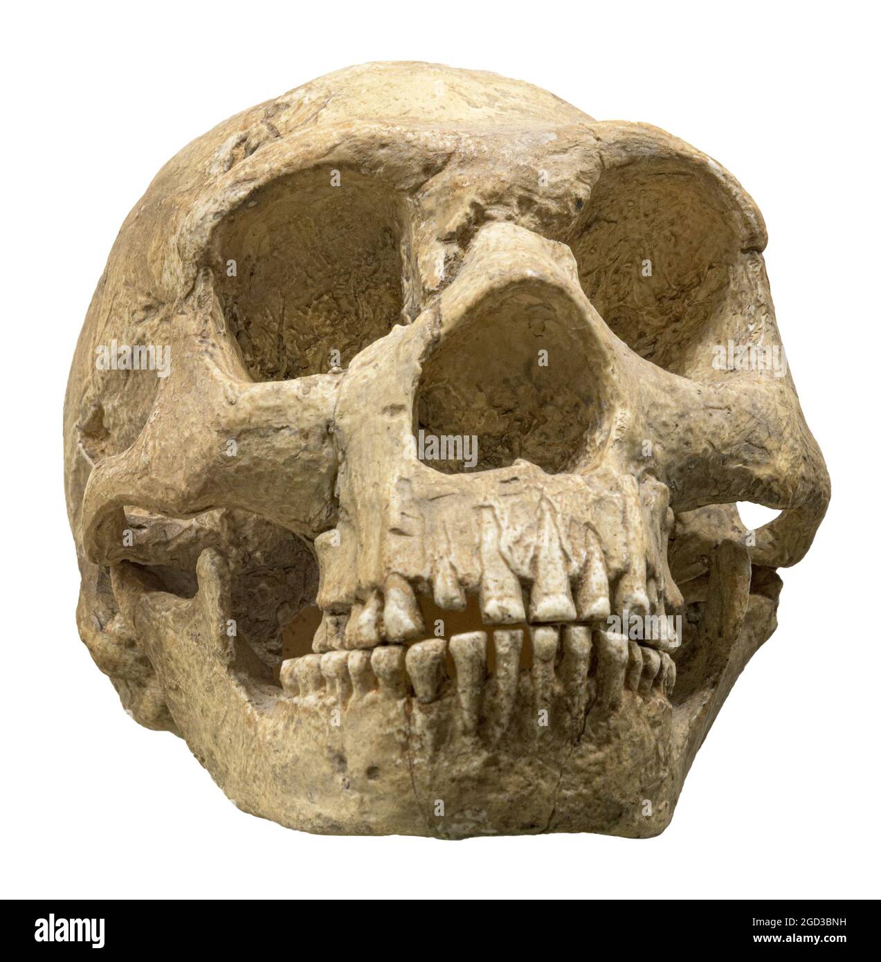 Neanderthalensis homo Neanderthal 101