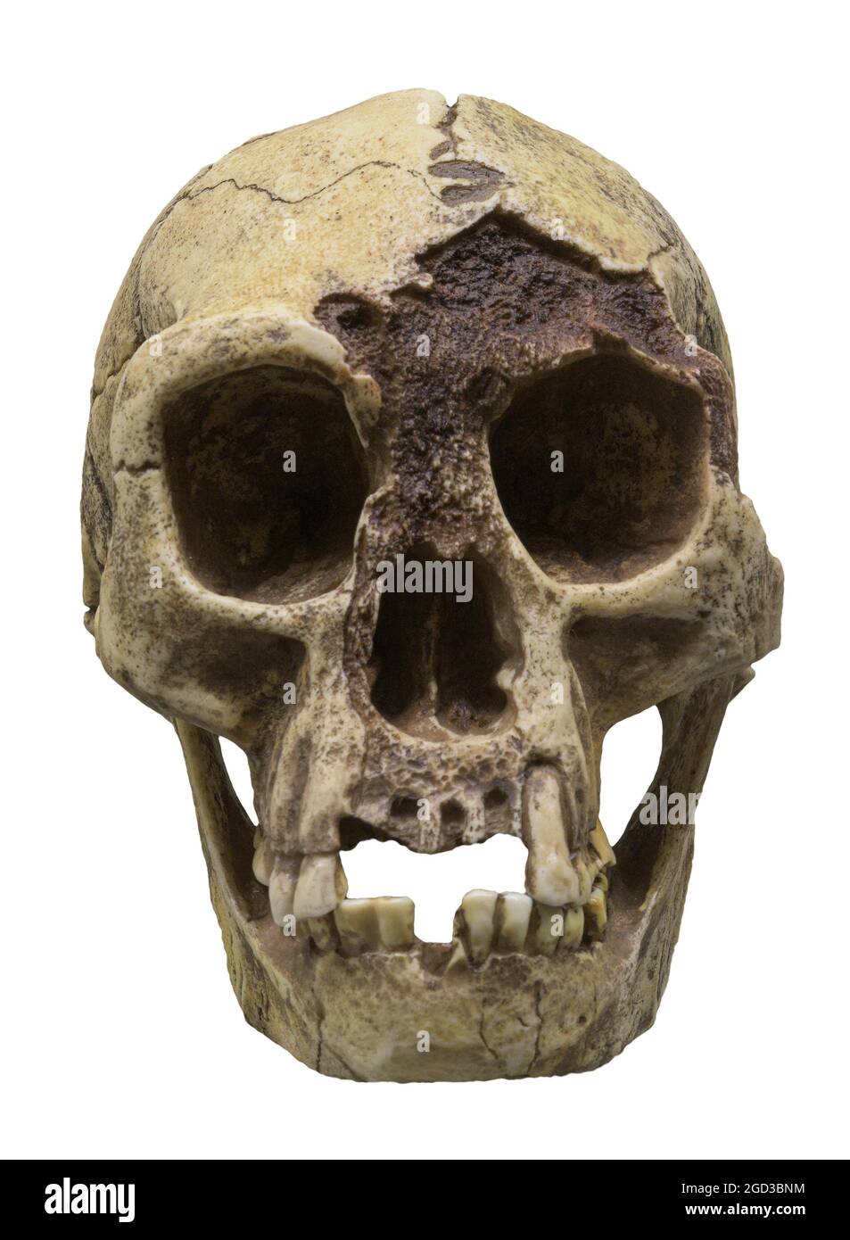 Skull of Homo floresiensis ('Flores Man'; nicknamed 'Hobbit') is a species of small archaic human that inhabited the island of Flores, Indonesia Stock Photo